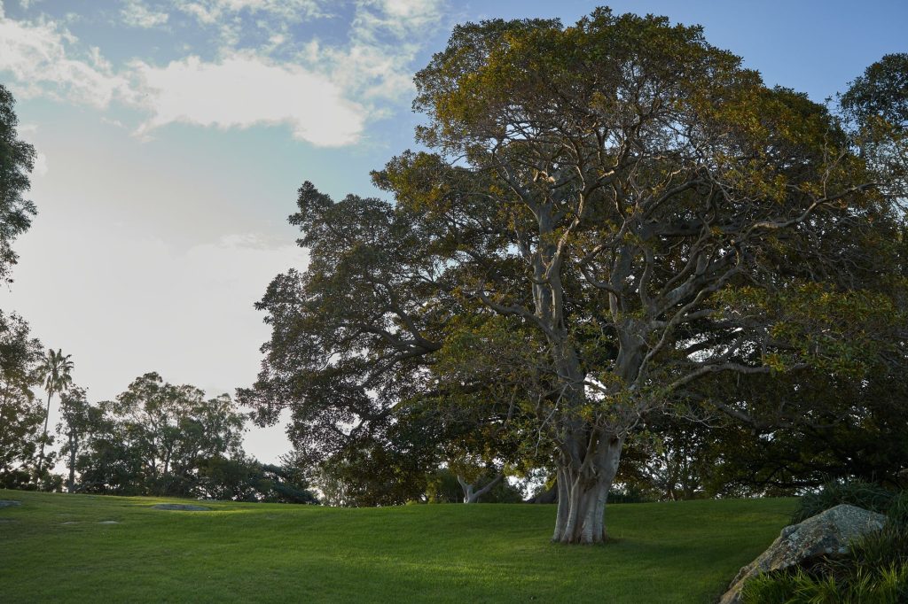 Thoughtful Tree Care in San Diego