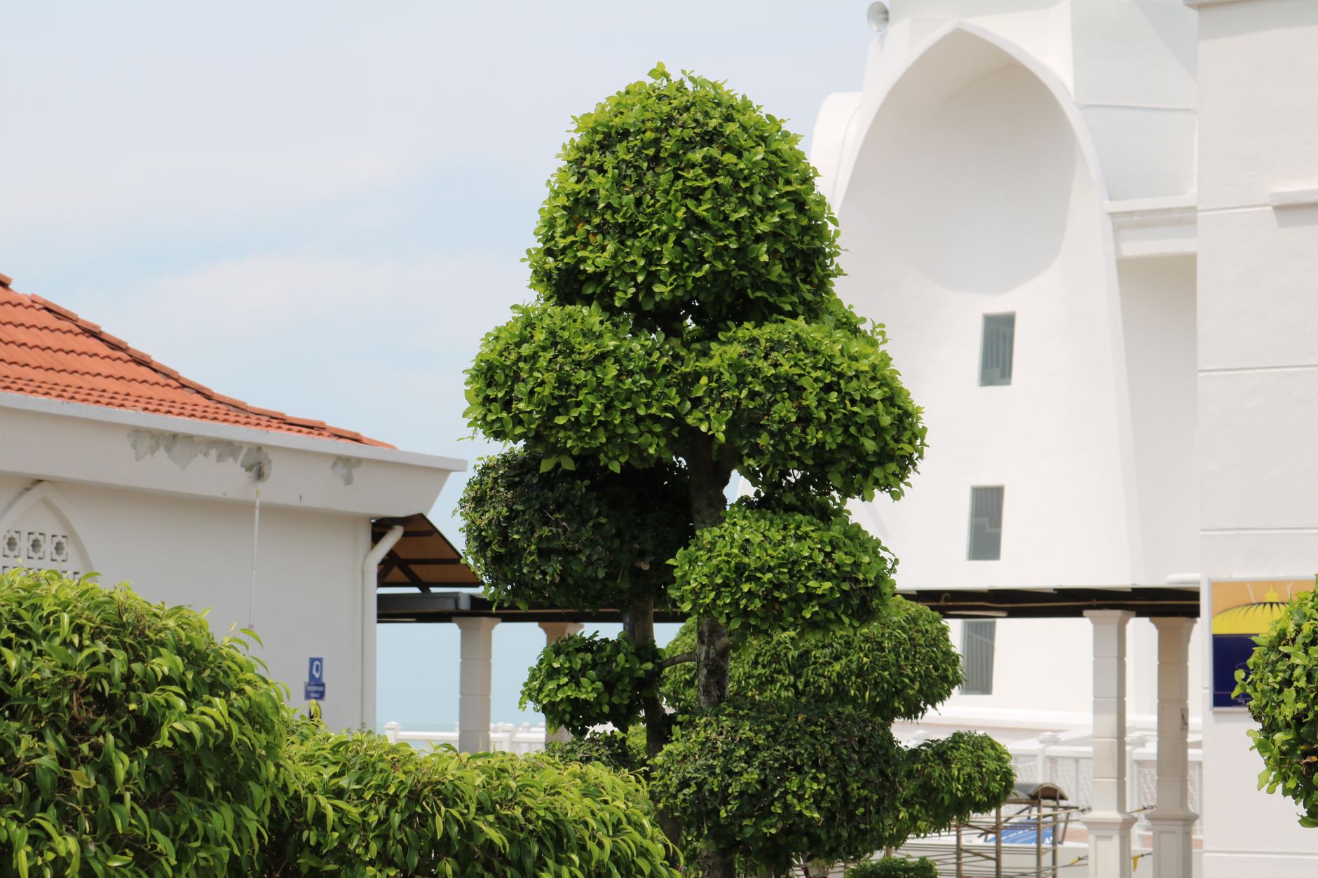 When Should You Prune Trees in San Diego?