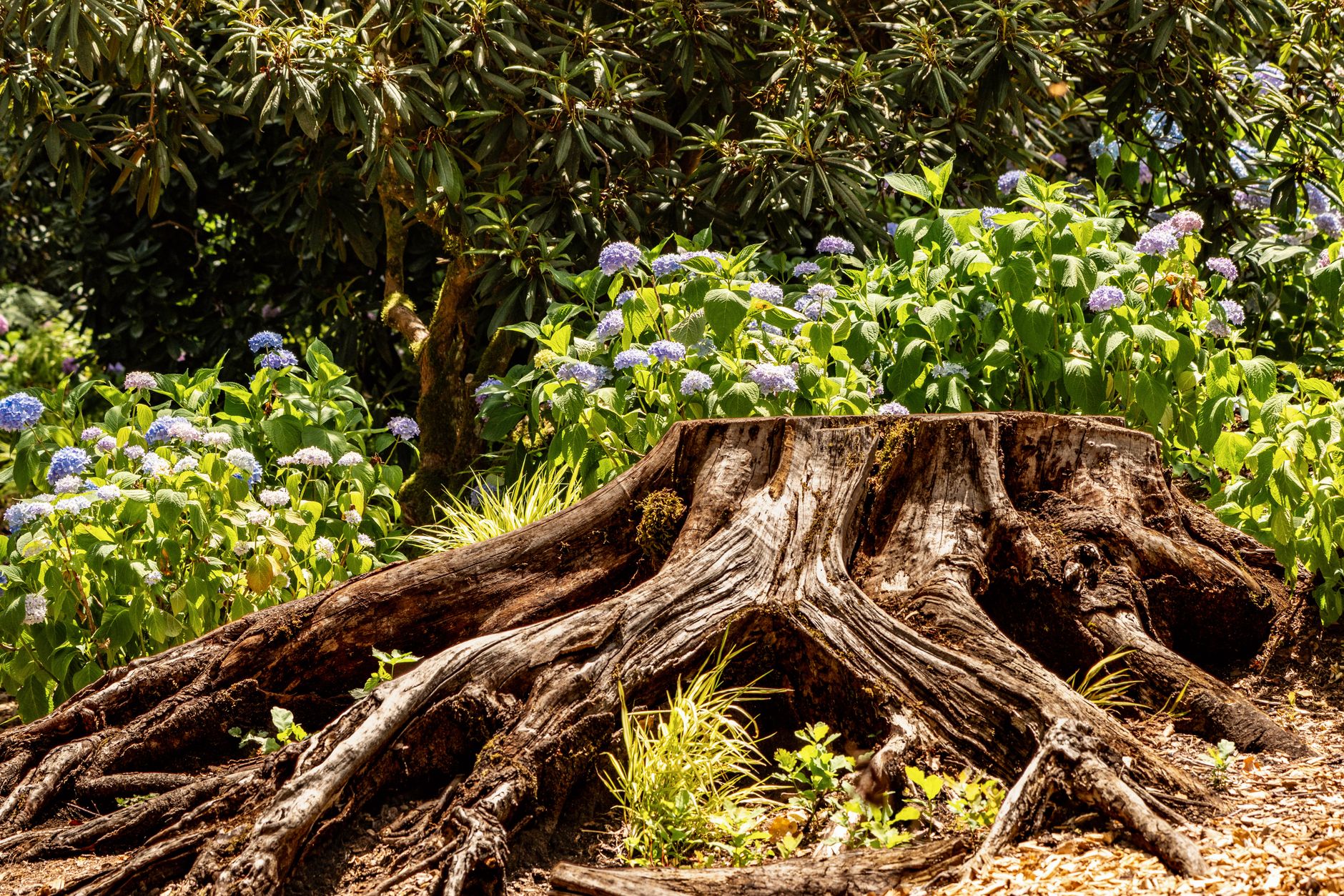 What Happens After Stump Grinding?