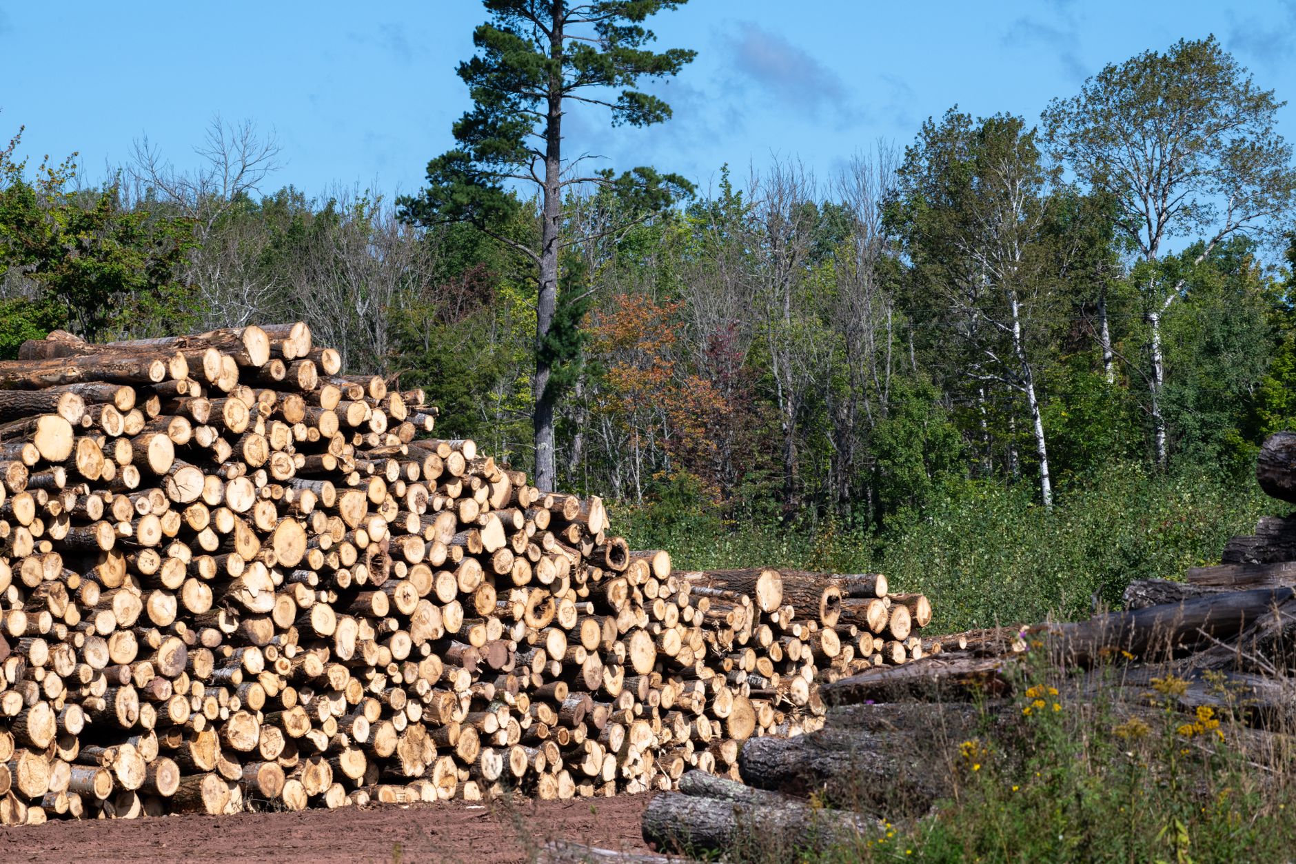 How to Prepare for Tree Removal